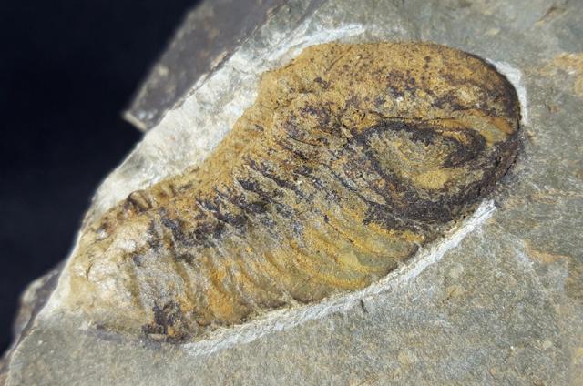 Barrandeops (Lahnops) steinmeieri BASSE & M�LLER 2016 - Bild &copy; FossNet FossilienStore